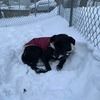 doggstarr8